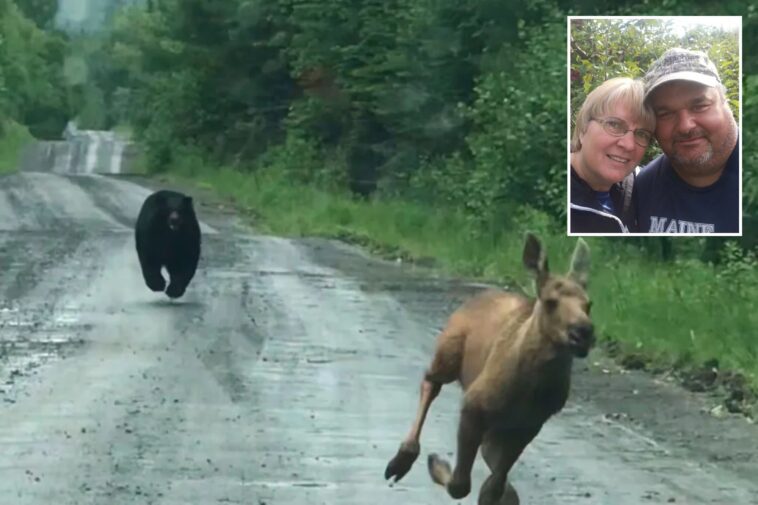 maine-couple-help-moose-calf-escape-charging-bear,-reunite-with-its-mom:-‘knew-what-i-had-to-do’