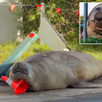 australian-officials-ask-fans-to-respect-the-privacy-of-neil,-a-1-ton-seal-who-respects-nothing