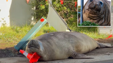 australian-officials-ask-fans-to-respect-the-privacy-of-neil,-a-1-ton-seal-who-respects-nothing