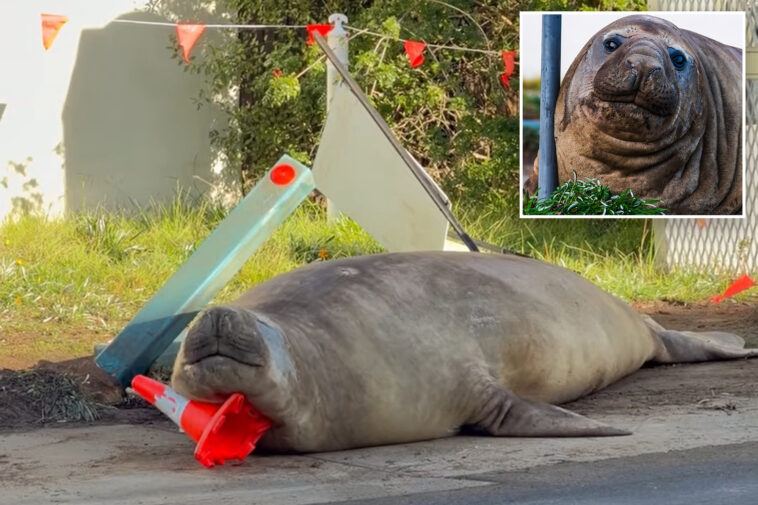 australian-officials-ask-fans-to-respect-the-privacy-of-neil,-a-1-ton-seal-who-respects-nothing