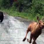 maine-man-uses-truck-to-rescue-moose-calf-from-charging-bear:-‘i-knew-what-i-had-to-do’