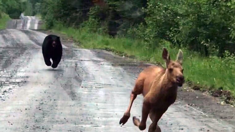 maine-man-uses-truck-to-rescue-moose-calf-from-charging-bear:-‘i-knew-what-i-had-to-do’