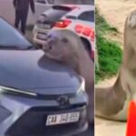 a-ton-of-trouble:-famous-neil-the-seal-returns-to-tasmania-larger-and-meaner-than-ever-–-and-they-love-him-for-it!-(videos)