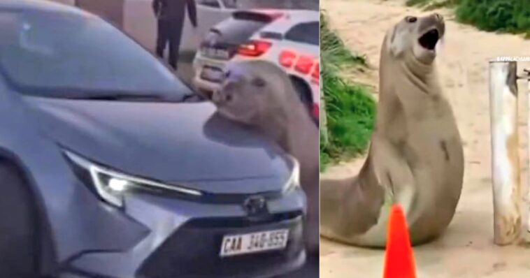 a-ton-of-trouble:-famous-neil-the-seal-returns-to-tasmania-larger-and-meaner-than-ever-–-and-they-love-him-for-it!-(videos)