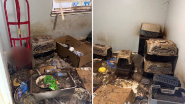 monster-arrested-for-animal-cruelty-after-stomach-churning-discovery-at-california-home