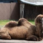 beloved-farm-owner,-65,-fatally-crushed-by-one-of-his-own-camels-in-delaware