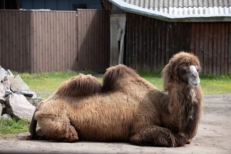 beloved-farm-owner,-65,-fatally-crushed-by-one-of-his-own-camels-in-delaware