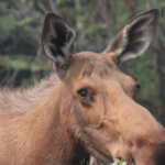 photos-—-couple-helps-moose-calf-escape-bear-attack-in-maine-woods:-‘my-heart-was-racing’