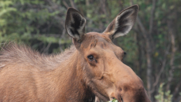 photos-—-couple-helps-moose-calf-escape-bear-attack-in-maine-woods:-‘my-heart-was-racing’