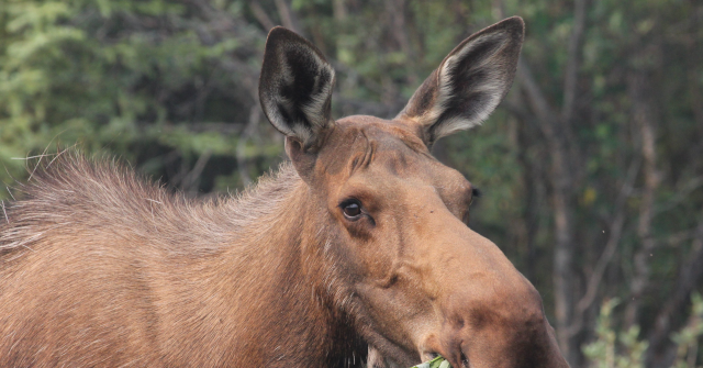 photos-—-couple-helps-moose-calf-escape-bear-attack-in-maine-woods:-‘my-heart-was-racing’