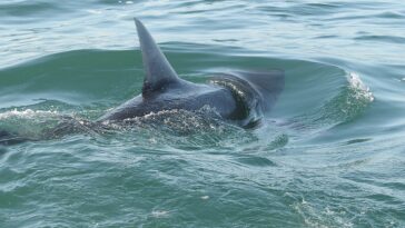 shark-sightings-spike-near-america’s-beaches-as-july-4-crowds-head-to-shore-for-weekend