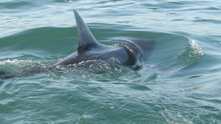 shark-sightings-spike-near-america’s-beaches-as-july-4-crowds-head-to-shore-for-weekend