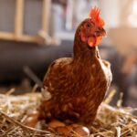 the-‘1776-diet’:-what-americans-really-ate-during-the-nation’s-founding