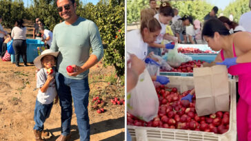 california-fruit-farmer-reveals-results-of-his-massive-nectarine-giveaway:-‘something-none-of-us-could-have-predicted’