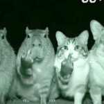 wild-late-night-fake-outs-frustrating-california-wildlife-officials:-‘waste-taxpayer-resources’