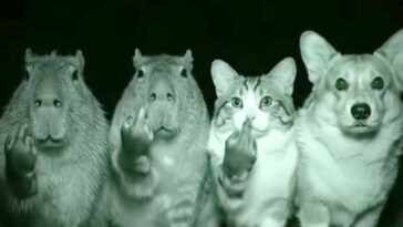 wild-late-night-fake-outs-frustrating-california-wildlife-officials:-‘waste-taxpayer-resources’