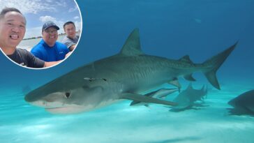 come-hell-or-high-water:-how-three-friends-survived-a-shipwreck-and-a-shark-attack-in-the-gulf-of-mexico