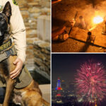 k-9-dies-after-being-hit-by-car-when-illegal-fireworks-erupted-in-california