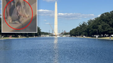 trump-shares-news-of-‘crystal-clear’-reflecting-pool,-calls-for-vandalism-suspect’s-arrest