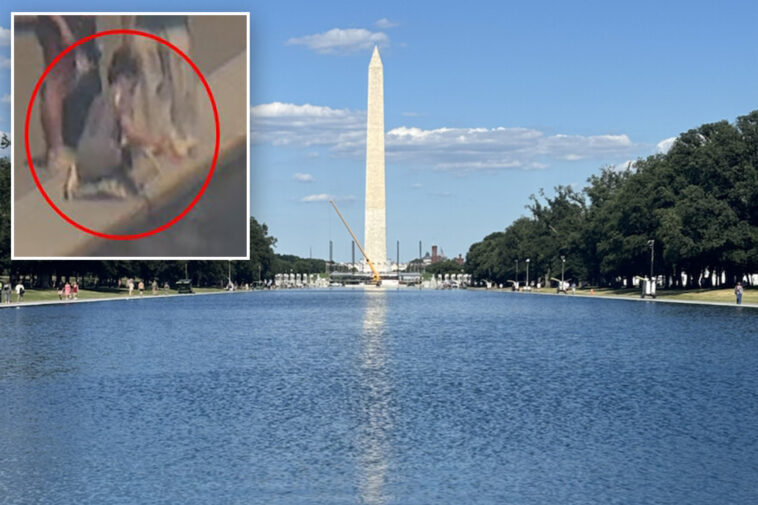 trump-shares-news-of-‘crystal-clear’-reflecting-pool,-calls-for-vandalism-suspect’s-arrest