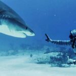 forrest-galante-says-most-shark-bites-are-a-case-of-mistaken-identity-as-florida-attacks-lead-the-us