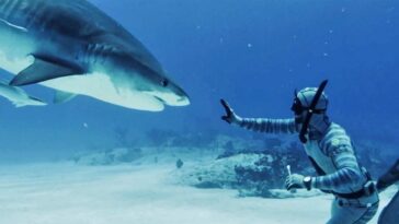 forrest-galante-says-most-shark-bites-are-a-case-of-mistaken-identity-as-florida-attacks-lead-the-us