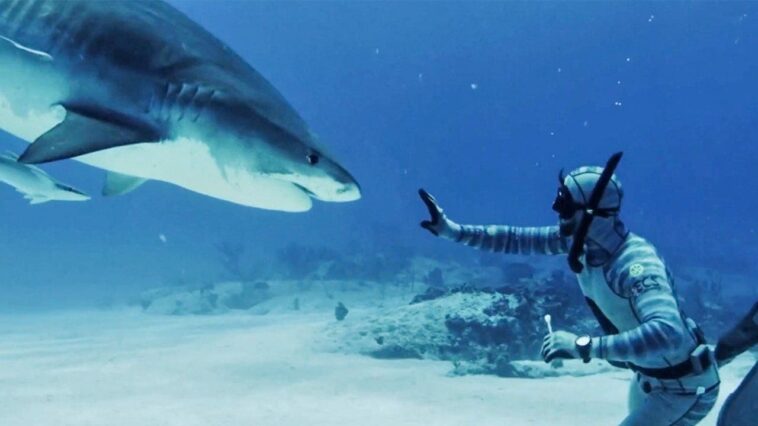 forrest-galante-says-most-shark-bites-are-a-case-of-mistaken-identity-as-florida-attacks-lead-the-us