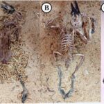 flesh-eating-superworms-could-be-used-to-clean-skeletons-for-museum-displays