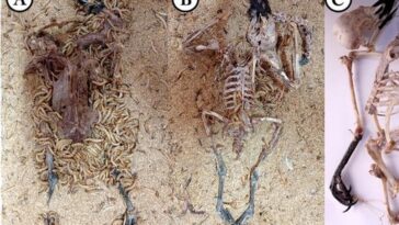 flesh-eating-superworms-could-be-used-to-clean-skeletons-for-museum-displays
