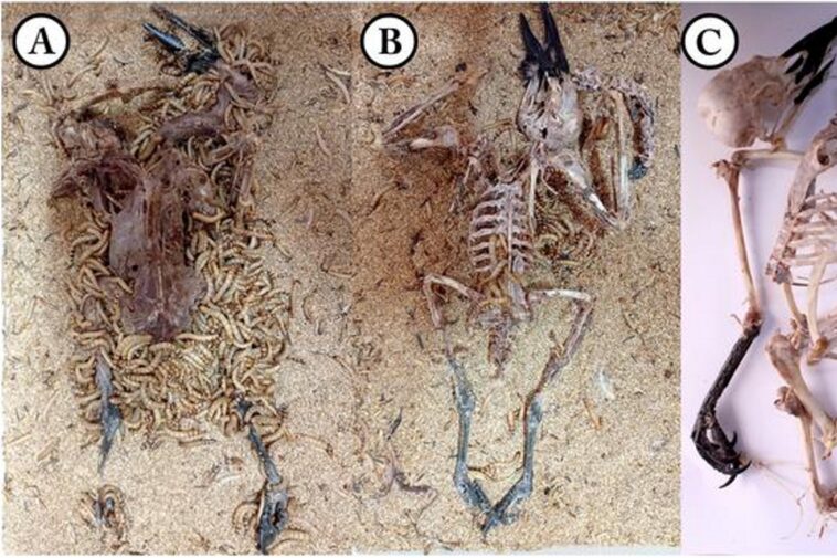 flesh-eating-superworms-could-be-used-to-clean-skeletons-for-museum-displays