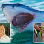 why-shark-attacks-in-us-waters-are-already-nearing-double-figures-even-though-summer-just-kicked-off