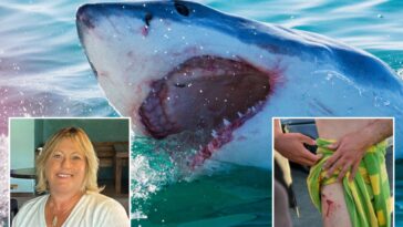 why-shark-attacks-in-us-waters-are-already-nearing-double-figures-even-though-summer-just-kicked-off