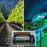 future-of-napa-valley-revealed-in-dystopian-videos-—-and-it-could-spark-region’s-biggest-ever-jobs-bloodbath