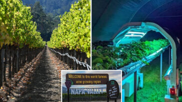 future-of-napa-valley-revealed-in-dystopian-videos-—-and-it-could-spark-region’s-biggest-ever-jobs-bloodbath