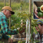 california-avocado-farmers-issue-dire-warning-as-mexican-imports-surge