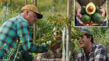 california-avocado-farmers-issue-dire-warning-as-mexican-imports-surge