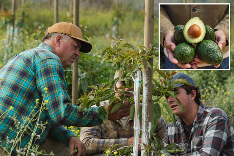 california-avocado-farmers-issue-dire-warning-as-mexican-imports-surge
