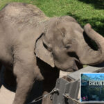 bronx-zoo-may-move-last-remaining-elephant-‘patty’-to-tennessee-sanctuary:-report