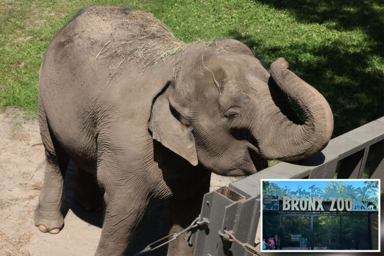 bronx-zoo-may-move-last-remaining-elephant-‘patty’-to-tennessee-sanctuary:-report