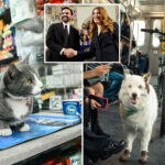 nyc-budget-provides-$1.5m-in-freebies-for-furry-friends-—-including-new-pet-food-pantry