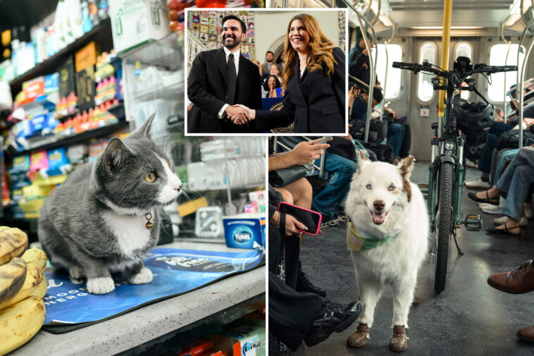 nyc-budget-provides-$1.5m-in-freebies-for-furry-friends-—-including-new-pet-food-pantry