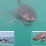 rare-great-white-shark-caught-feasting-on-camera-for-first-time-in-rhode-island-waters