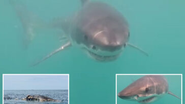 rare-great-white-shark-caught-feasting-on-camera-for-first-time-in-rhode-island-waters