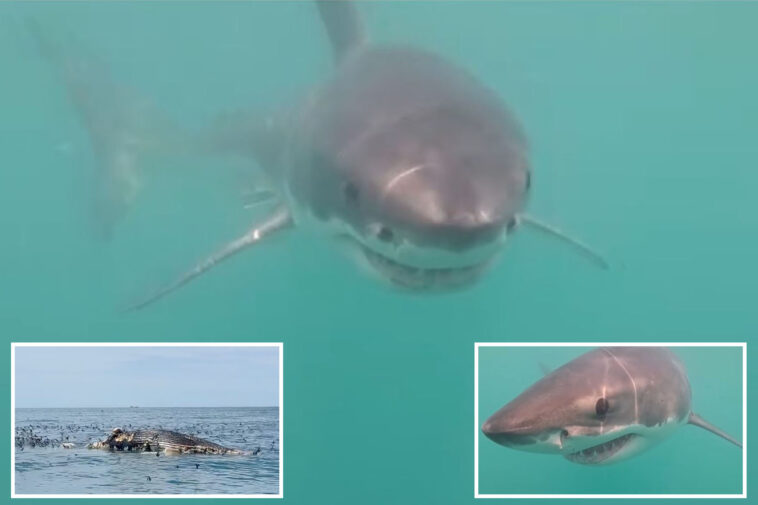 rare-great-white-shark-caught-feasting-on-camera-for-first-time-in-rhode-island-waters