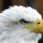 photos:-bald-eagle-named-‘independence’-takes-delta-plane-to-philly-for-america-250-celebrations