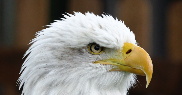 photos:-bald-eagle-named-‘independence’-takes-delta-plane-to-philly-for-america-250-celebrations