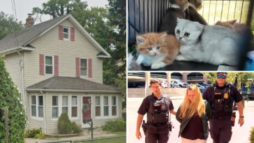 155-animals-and-counting-rescued-from-long-island’s-urine-infested-house-of-horrors:-‘we’ll-get-them-all’