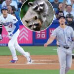 move-over,-shohei!-two-adorable-baby-raccoons-steal-show-at-dodger-stadium