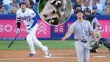 move-over,-shohei!-two-adorable-baby-raccoons-steal-show-at-dodger-stadium