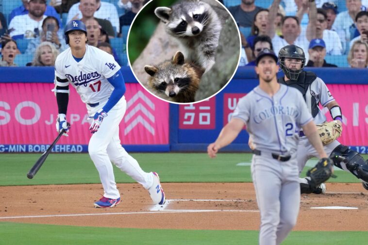 move-over,-shohei!-two-adorable-baby-raccoons-steal-show-at-dodger-stadium